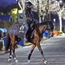 【きさらぎ賞】前走惨敗のショウナンガルフが反撃ムード　陣営「ホープフルＳの前よりいいと思う」