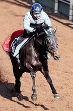 【岩田康誠の熱血！！競馬道】つきっきりのコンタクトで仕上げたアスクエジンバラにかける思い　「勝たないといけない」