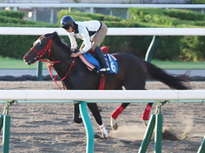 【札幌記念】エコロヴァルツは横山武史騎手が騎乗し上々の動き　気になる喉は「多少鳴いてはいた」