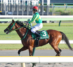 【サウジアラビアＲＣ・陣営談話】首差２着のサトノハクマイ　戸崎圭太騎手が「申し訳なかったです」と話したポイント