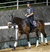 日曜中京競馬場の注目激走馬…中京１１Ｒコールドムーンステークス