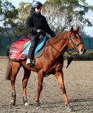 「【オーシャンＳ】９歳馬ウイングレイテストは希望通りの内枠ゲット　「いい時の冬場の感じになった」」の画像1