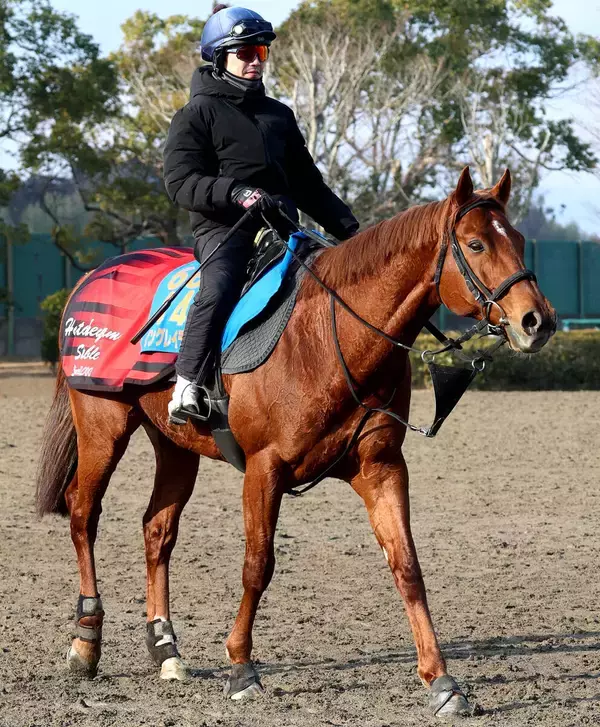 【オーシャンＳ】９歳馬ウイングレイテストは希望通りの内枠ゲット　「いい時の冬場の感じになった」