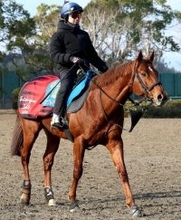 【オーシャンＳ】９歳馬ウイングレイテストは希望通りの内枠ゲット　「いい時の冬場の感じになった」