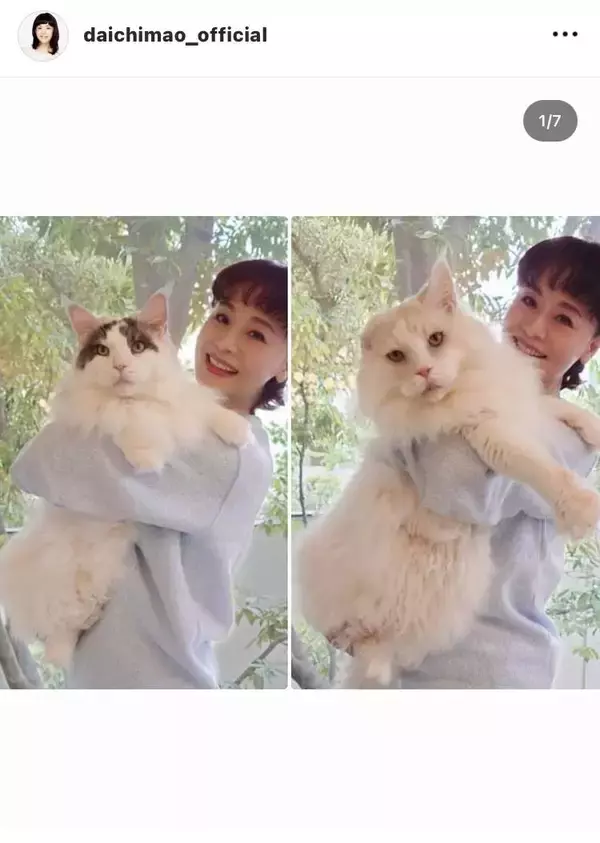大地真央、“大きくてもふもふ”な愛猫たちの姿にファン「お美しい」「飼い主さんに似て麗しい」「とっても可愛い」