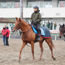 【注目馬動向】ネオムターフＣ７着のアロヒアリイは巴賞が本線　昨夏に仏Ｇ２勝利も３勝クラスからの格上挑戦