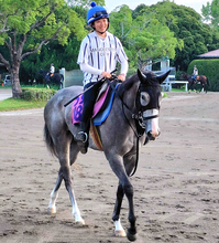 今村聖奈騎手が今夏も美浦トレセンに滞在「来たからにはしっかり頑張りたい」初日から精力的に活動