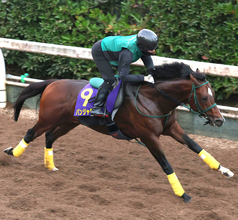 【スプリンターズＳ】“おぱんち”パンジャタワー　木曜追いは少しわがままでも不安なし！？　橋口調教師「相当仕上がっています」