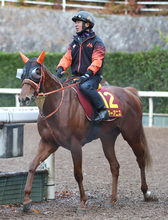 【阪神ＪＦ】スピードだけじゃない！　スターアニスが初のマイルでＧ１挑戦　高野調教師「スピードとスタミナを兼備」