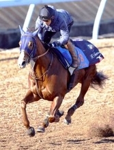 【東京大賞典】Ｇ１級連勝中のミッキーファイトは「実績的に上位」と田中博調教師…出走馬の陣営コメント