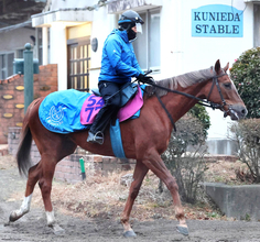 土曜東京競馬場の注目激走馬…東京１１Ｒクイーンカップ・Ｇ３