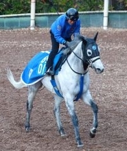 【阪急杯】８歳でも衰えなし！グレイイングリーンは展開がカギも池江調教師は自信「１４００メートルがベスト」