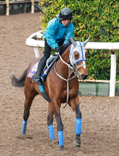 【大阪杯】５戦連続で武豊騎手とコンビのメイショウタバルは元気よく前日調整　石橋調教師「いつも通りの雰囲気」