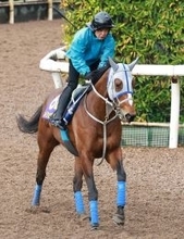 【大阪杯】５戦連続で武豊騎手とコンビのメイショウタバルは元気よく前日調整　石橋調教師「いつも通りの雰囲気」