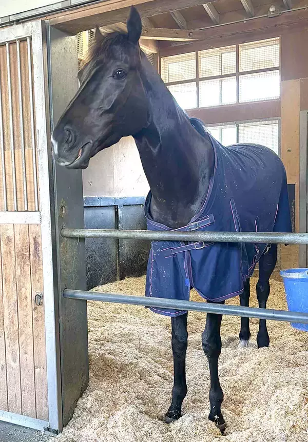 【大阪杯・一夜明け】復活Ｖ飾ったクロワデュノールは馬房で元気な姿　間宮助手「もう一段上がるのかなと思います」