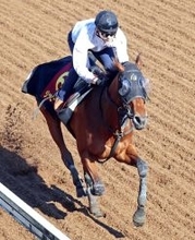 【桜花賞】クイーンＣ２着のジッピーチューンは坂路を機敏な動きで状態良好　初経験の輸送をクリアできれば