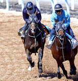 「【ニュージーランドＴ】デビュー２連勝のゴーラッキーが重賞勝ち馬に先着　黒岩調教師「状態面に不安はないです」」の画像1