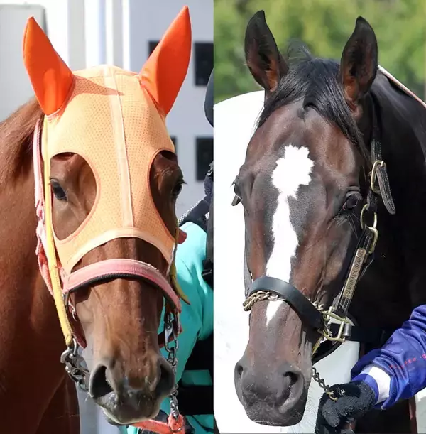 【桜花賞】昨年の２歳女王スターアニスが単勝３・１倍で１番人気　新興勢力のドリームコアが３・３倍で続く　２強ムードか