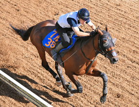 【七夕賞】戦闘態勢整った！３年ぶり参戦バトルボーンが坂路で迫力満点の動き　林調教師「いい状態でレースに臨めそう」