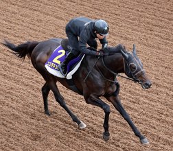 １着賞金４億円超　豪州コックスプレートの予備登録馬１０３頭を発表　日本馬はコスモキュランダ、シンエンペラーが登録