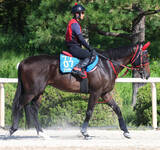 「【セントウルＳ】重賞連勝狙うフリッカージャブは２枠３番に決定　香港馬ファストネットワークは４枠８番」の画像1