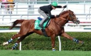 【香港ヴァーズ】アーバンシックは抜群の反応　武井調教師手応え「状態は今年一番いい」　３番ゲートに決定