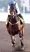 【香港スプリント・ライバル診断】カーインライジングは付け入る隙なし　ヘリオスエクスプレス軽視禁物   　