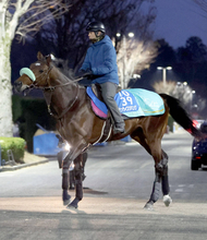 【注目馬動向】ボール大好きなサンライズジパングはサウジＣでマーフィー騎手と初コンビを結成