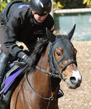 「２２年ファルコンＳ覇者プルパレイが急死...調教中に急性心不全を発症　競走馬登録を抹消」の画像1