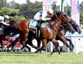 ２５年関屋記念を制したカナテープが競走馬登録を抹消　今後は坂東牧場で繁殖牝馬になる予定
