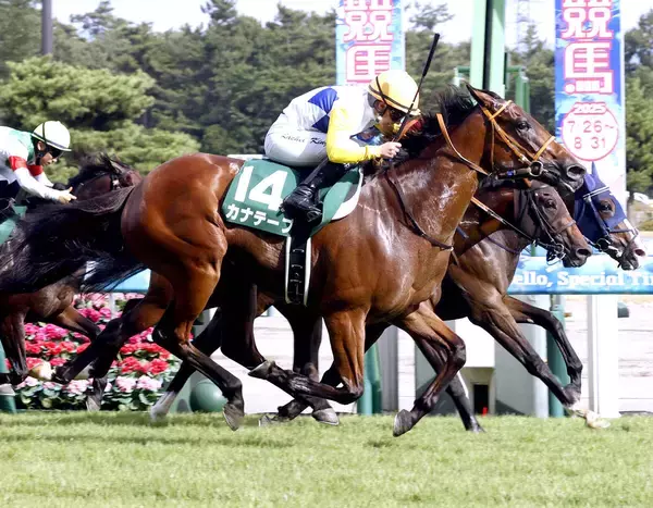２５年関屋記念を制したカナテープが競走馬登録を抹消　今後は坂東牧場で繁殖牝馬になる予定