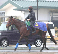 【注目馬動向】サトノレーヴはルメール騎手とのコンビでジュライＣ・英Ｇ１へ