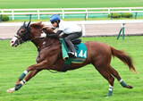 「【札幌２歳Ｓ】有力馬ノヴァヴェローチェが回避　左後肢ハ行が判明　上村調教師「軽いものであってほしい」」の画像1
