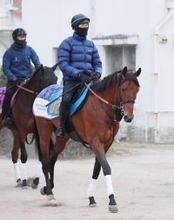 【ＡＪＣＣ】７歳馬ドゥラドーレスが３・０倍の１番人気　ショウヘイ、ジョバンニの４歳馬が続く