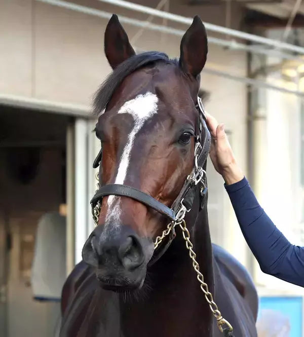 【注目馬動向】フェブラリーＳに向けてシックスペンスが美浦に帰厩　名伯楽・国枝調教師のラストＧ１へ