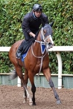 【チャーチルダウンズＣ】シーミハットクが連勝で重賞制覇狙う　寺島調教師「能力のある馬に勝ち切ったことは大きい」