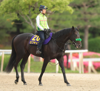 【日本ダービー】ロブチェンは２冠へ順調そのもの　陣営「いろいろ考えても、一番隙がない」枠も馬場も不問