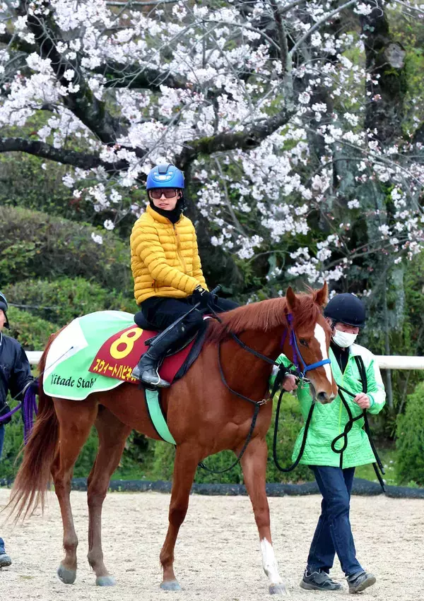 【桜花賞・超ブル診断データ編】スターアニスの軸信頼も　単勝１０倍以上が見込める前走上がり最速馬に要注目