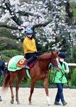 【桜花賞・超ブル診断データ編】スターアニスの軸信頼も　単勝１０倍以上が見込める前走上がり最速馬に要注目