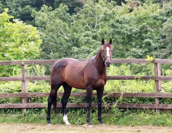 北海道の引退馬牧場で火災が発生･･･ローズキングダム、オジュウチョウサンなど暮らす「Ｙｏｇｉｂｏヴェルサイユリゾートファーム」