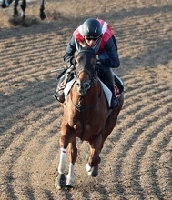 【しらさぎＳ】横山和生騎手「手応えに余裕がない」メンバー唯一の３歳馬エコロアルバは後方追走から３着まで