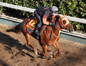 【阪神ＪＦ】スターアニスが坂路で絶好の動き　高野調教師「反応やアクションが良かったです」