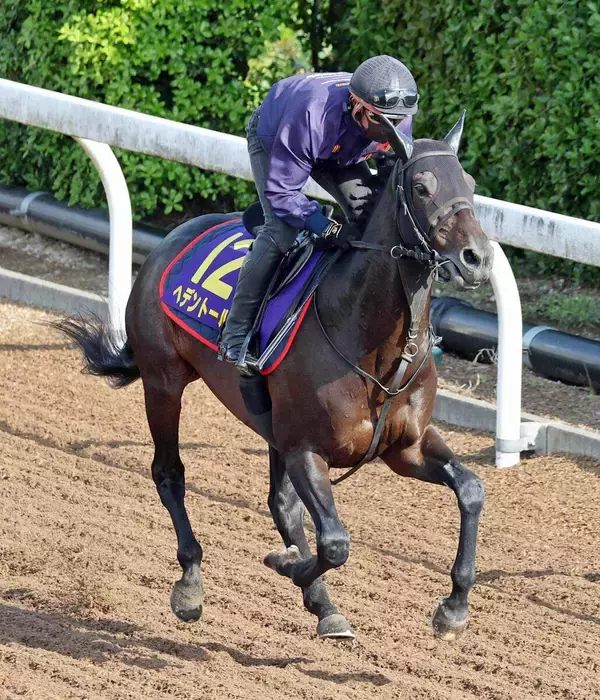 【注目馬動向】有馬記念に登録のヘデントール　基本的には来年からの始動を視野に
