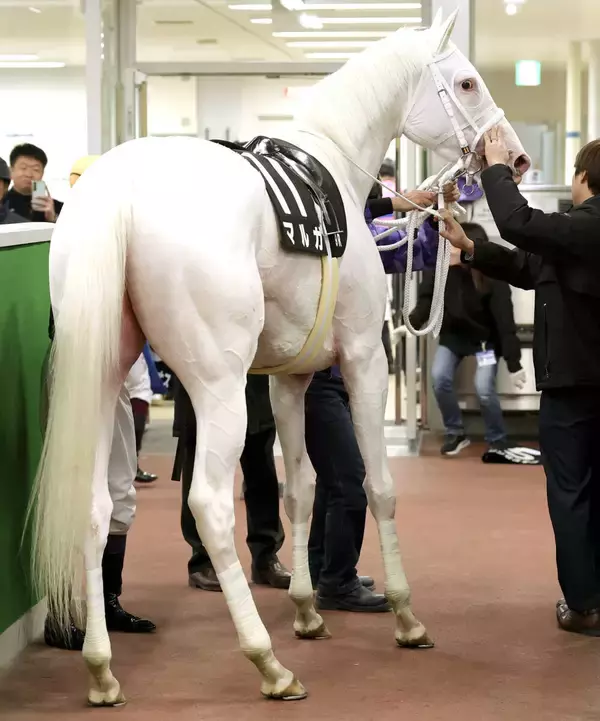 【注目馬動向】白毛のマルガはエルフィンＳへの転戦視野　須貝調教師「あの競馬ができるなら１６００メートルでも保つんじゃないかな」