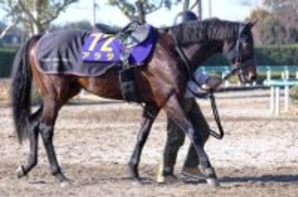 【有馬記念】“滑り込み”で出走するアラタは８歳冬でも元気いっぱい　陣営「まだ馬は若い」