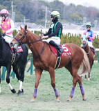 「個性派バビットがラストランを終える　浜田調教師「立派な誘導馬になってくれたら」今後は札幌競馬場へ」の画像1