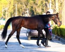 【桜花賞】「最後はいい脚で伸びてるけど…」武豊騎手のアランカールは後方追走から５着どまり