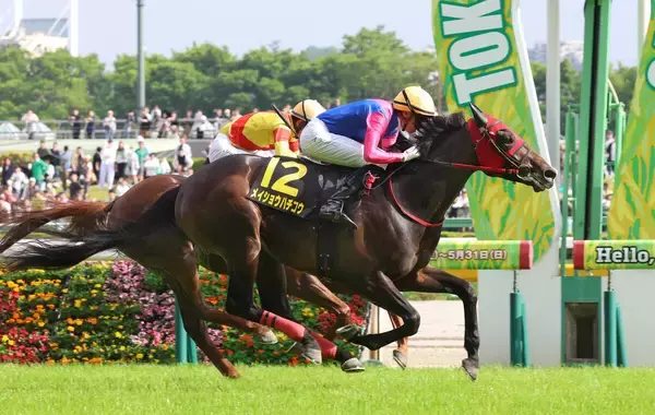 【注目馬動向】プリンシパルＳ勝ちのメイショウハチコウ　引き続きディー騎手で日本ダービー参戦