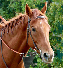 【注目馬動向】凱旋門賞１６着以来のアロヒアリイがネオムターフＣへ　サトノボヤージュはサウジダービーへ