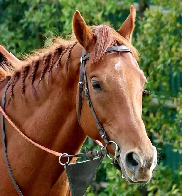 【注目馬動向】凱旋門賞１６着以来のアロヒアリイがネオムターフＣへ　サトノボヤージュはサウジダービーへ